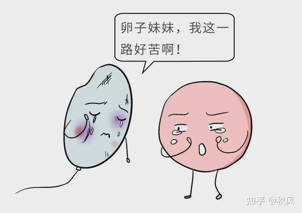 北京供卵哪家医院好,北京妇幼保健院可以申请供卵做试管么？-胚胎移植